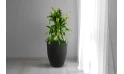 Dracaena Arturo Plant Planted In Fiber Glass Pot