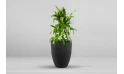 Dracaena Arturo Plant Planted In Fiber Glass Pot
