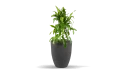 Dracaena Arturo Plant Planted In Fiber Glass Pot