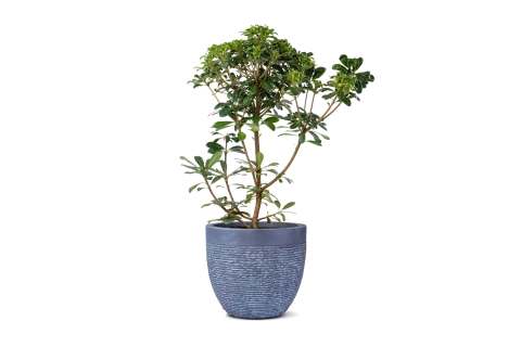 Pittosporum Tobira ( Japanese Pittosporum)