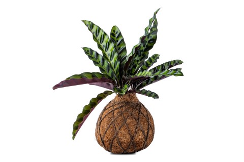 نبات كوكوداما كلاثيا لانسيفوليا