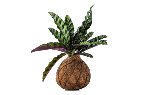 Cocodama Calathea Lancifolia Plant