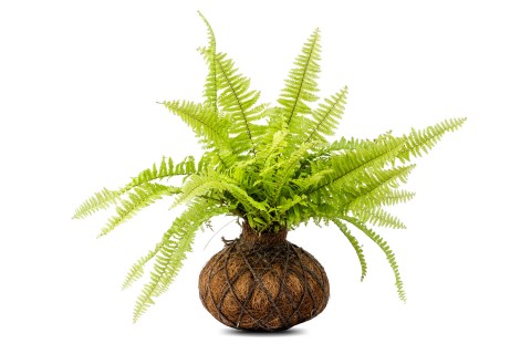 نبات كوكوداما سرخس 