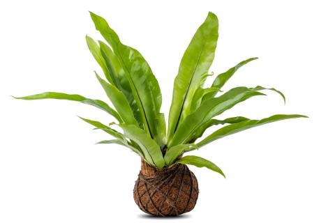 (نبات كوكوداما كادكا (سرخس عش الطائر