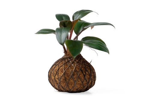 نبات كوكوداما فيلوديندرون الكونغو الأحمر