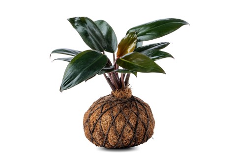 نبات كوكوداما فيلوديندرون الكونغو الأحمر