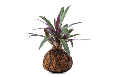 نبات كوكوداما تراديسكانتيا سباثاسيا