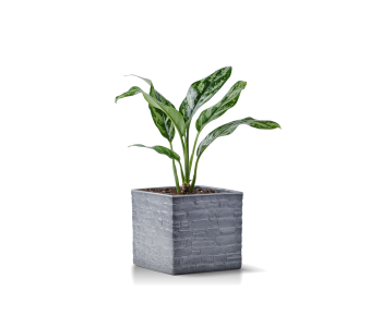 نبتة أجلونيما مزروعة في حوض سيراميك