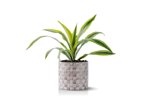 Dracaena fragrans  Lemon Lime plant planted in a Ceramic Pot