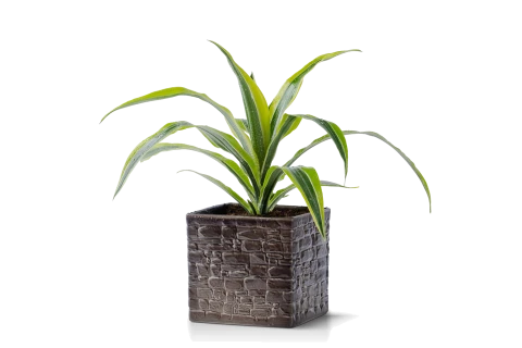 Dracaena fragrans  (Lemon Lime) plant planted in a Ceramic P..