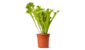 نبات ميكروسوروم بونكتاتوم