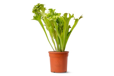 نبات ميكروسوروم بونكتاتوم