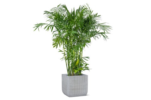 كينتيا (الهوويا)