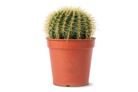 صبار عمة القاضي (البرميل الذهبي)