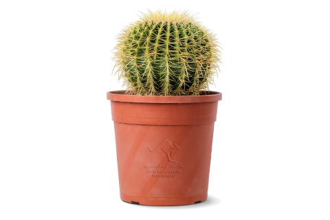 Echinocactus grusonii (Golden barrel cactus)