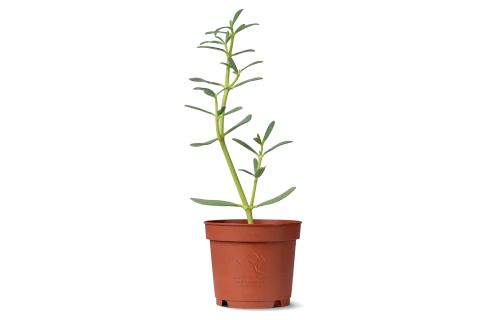 Sesuvium portulacastrum