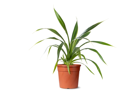 Pandanus veitchii 