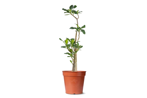Adenium Obesum (Desert rose)