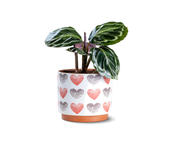 نبتة كلاثيا مزروعة في حوض سيراميك 