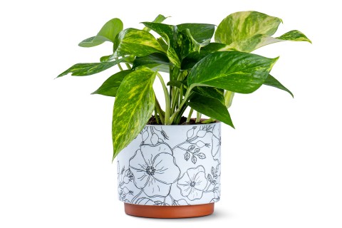 نبتة بوتس مزروعة في حوض سيراميك 