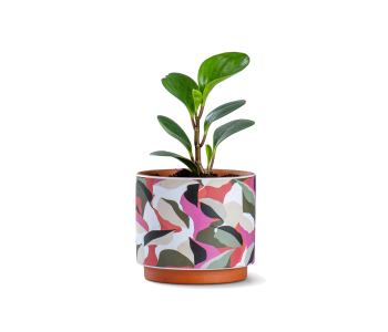  نبتة ببروميا مزروعة جاهزة في حوض سيراميك