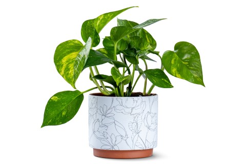 نبتة بوتس مزروعة في حوض سيراميك 