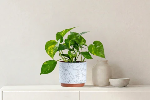  Scindapsus plant planted in a ceramic pot