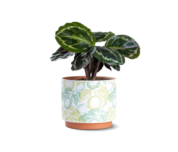 نبتة كلاثيا مزروعة في حوض سيراميك 