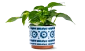 Scindapsus Plant In Ceramic Pot - Indoor Decor