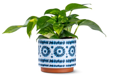 نبتة بوتس مزروعة في حوض سيراميك 