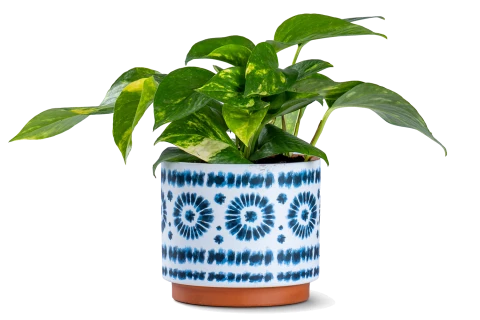 Scindapsus Plant in Ceramic Pot - Indoor Decor
