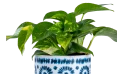 Scindapsus Plant In Ceramic Pot - Indoor Decor