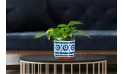 Scindapsus Plant In Ceramic Pot - Indoor Decor