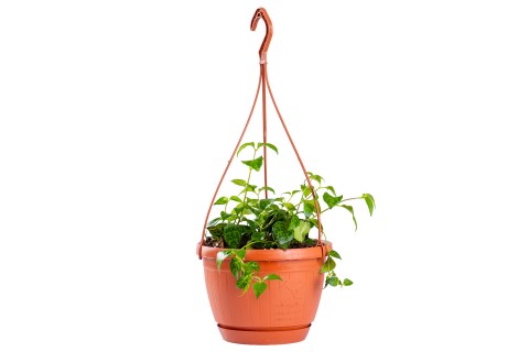 إيشينانثوس مارموراتوس | نبتة أحمر الشفاه