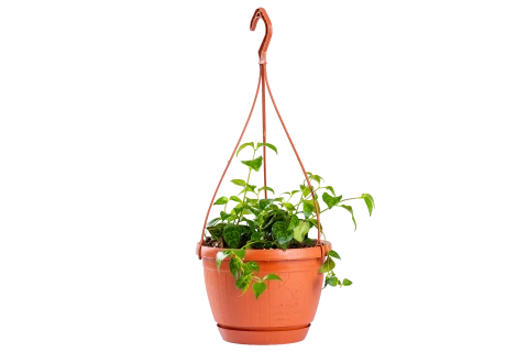 Aeschynanthus Marmoratus | Lipstick Plant