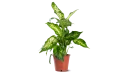 Dieffenbachia Amoena