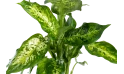 Dieffenbachia Amoena