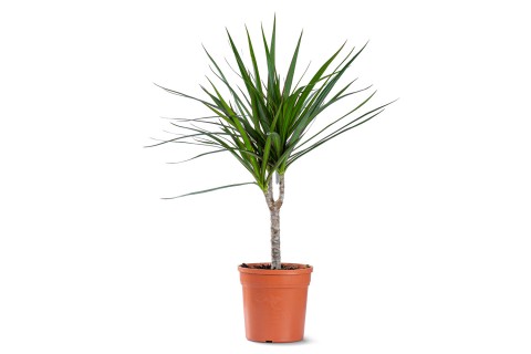 نبتة  دراسينا مارجناتا