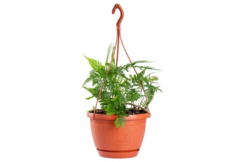 نبتة ( دافاليا ( أقدام الأرنب