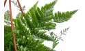 نبتة ( دافاليا ( أقدام الأرنب