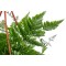 نبتة ( دافاليا ( أقدام الأرنب