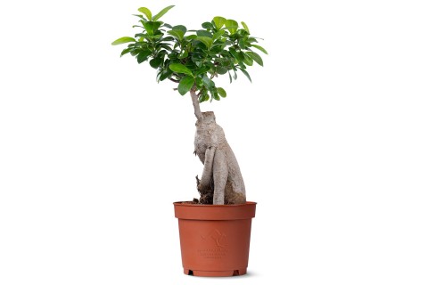 شجرة  فيكس جينسينق