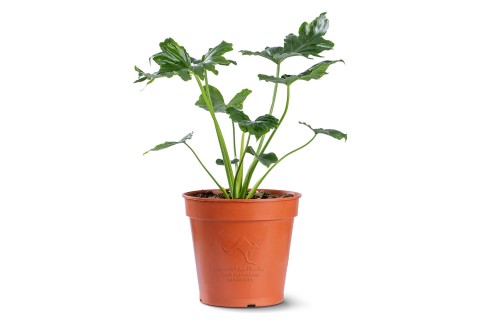 نبته فيلودندرون 