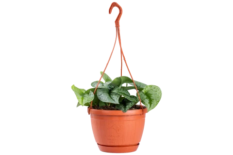 Scindapsus pictus 