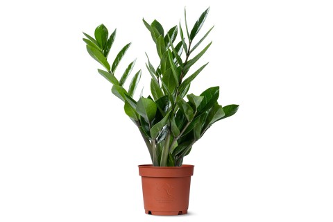 نبات زاميا  - زاميوكولكاس زاميفوليا (نبات الزاز)