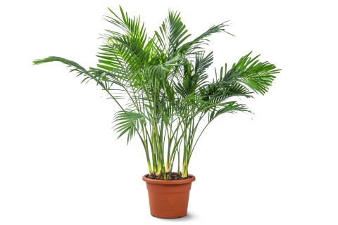 كريساليدوكاربوس لوتيسينس (نخلة الأريكا)