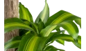 دراسينا ماسانجانا - نبتة الذرة