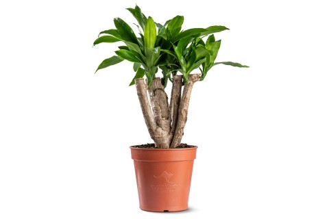 نبتة دراسينا ماسنجانا