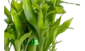 دراسينا ساندرينا (خيزران الماء)