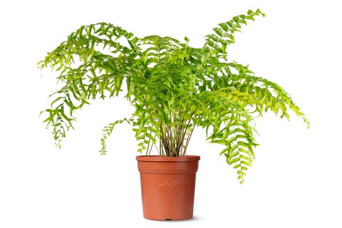 نبات السرخس